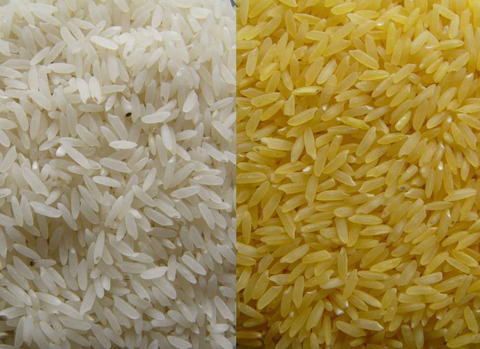 Gạo vàng biến đổi gen so với gạo trắng thông thường